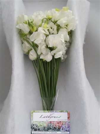 Lathyrus White Box