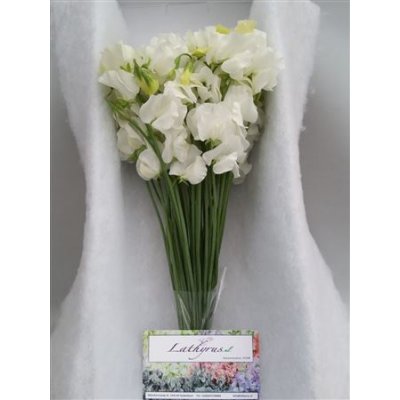 Lathyrus White Box