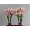 Lathyrus White Wedding