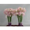 Lathyrus White Wedding