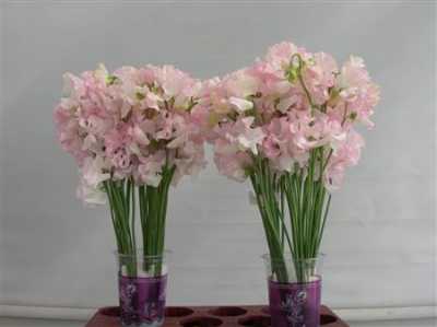 Lathyrus White Wedding