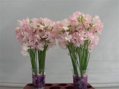 Lathyrus White Wedding