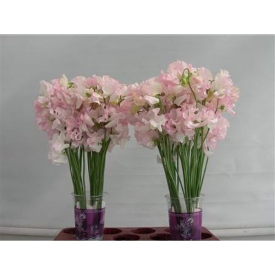 Lathyrus White Wedding