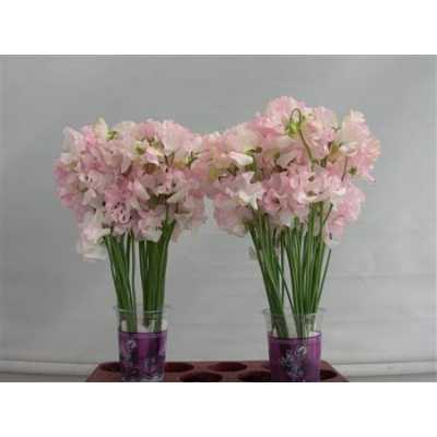 Lathyrus White Wedding