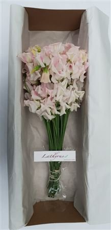 Lathyrus White Wedding Box