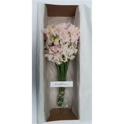 Lathyrus White Wedding Box