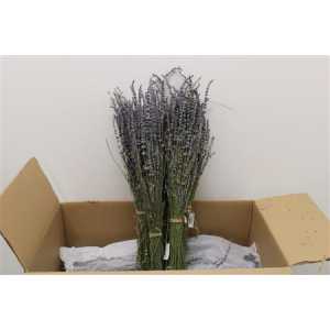 Lavendel Dried