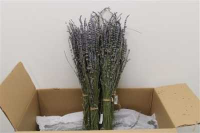 Lavendel Dried