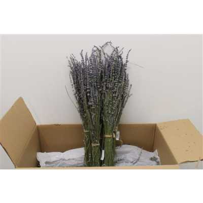 Lavendel Dried