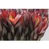 Leucadendron Safari Sunset