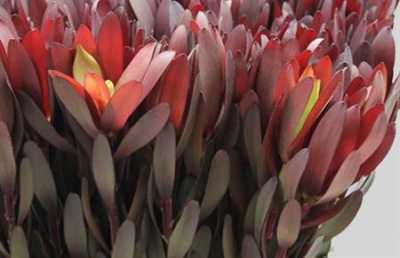 Leucadendron Safari Sunset