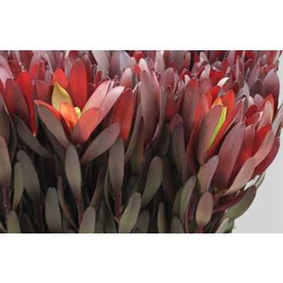 Leucadendron Safari Sunset