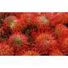 Leucospermum Succession