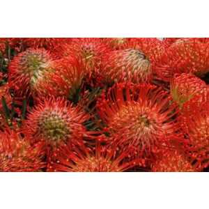 Leucospermum Succession