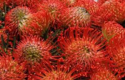 Leucospermum Succession