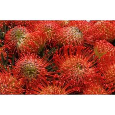 Leucospermum Succession