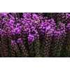 Liatris Callilepis