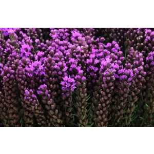 Liatris Callilepis