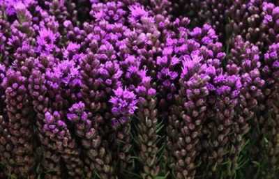Liatris Callilepis