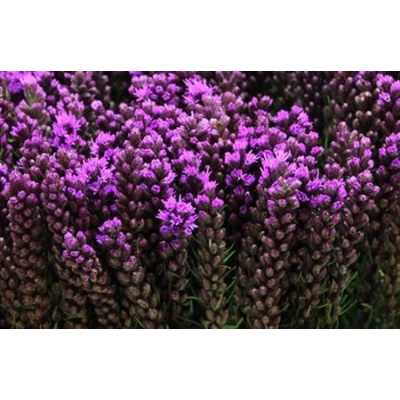 Liatris Callilepis