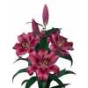 Lil Or Dark Pink Ex