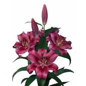Lil Or Dark Pink Ex