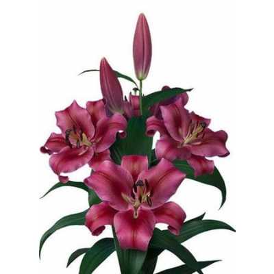 Lil Or Dark Pink Ex