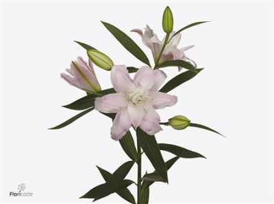 Lil Or Lotus Queen ( Double )