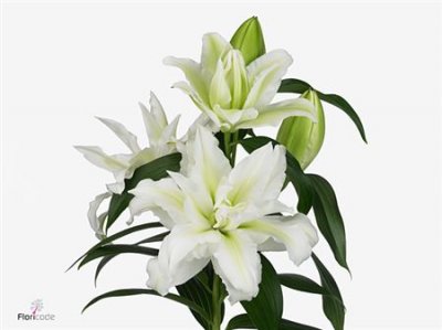 Lil Or Roselily Aisha White ( Double )