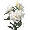 Lil Or Roselily Dejima ( Double )