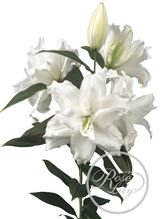 Lil Or Roselily Dejima ( Double )