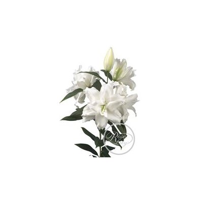 Lil Or Roselily Dejima ( Double )
