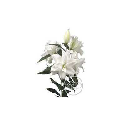 Lil Or Roselily Dejima ( Double )
