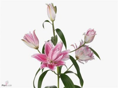 Lil Or Roselily Isabella (double)