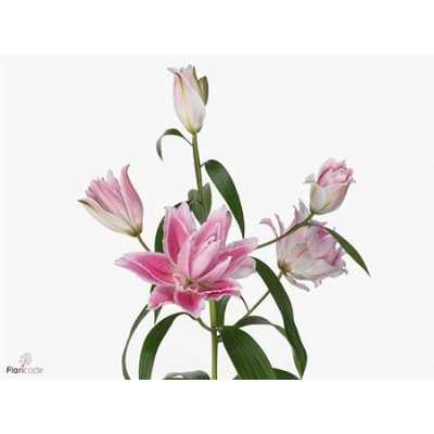 Lil Or Roselily Isabella (double)