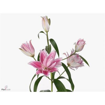 Lil Or Roselily Isabella (double)