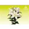 Lil Or Roselily Leona White ( Double )