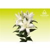 Lil Or Roselily Leona White ( Double )