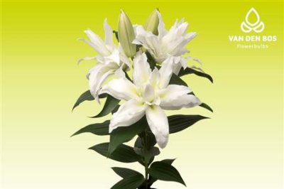 Lil Or Roselily Leona White ( Double )
