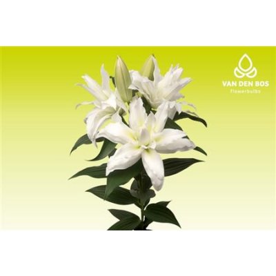 Lil Or Roselily Leona White ( Double )