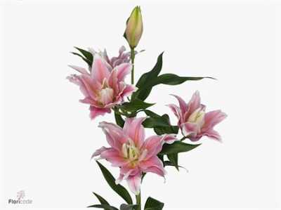 Lil Or Roselily Natalia ( Double )