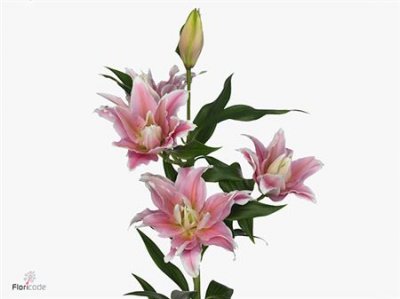 Lil Or Roselily Natalia ( Double )