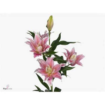 Lil Or Roselily Natalia ( Double )