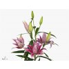 Lil Or Roselily Thalita ( Double )