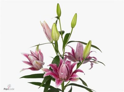 Lil Or Roselily Thalita ( Double )