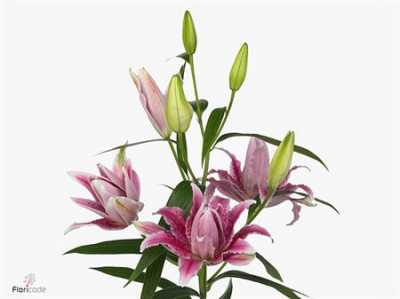 Lil Or Roselily Thalita ( Double )