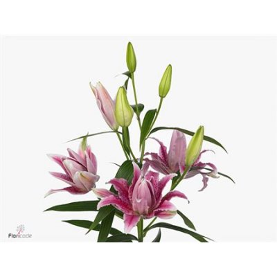 Lil Or Roselily Thalita ( Double )