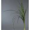 Lilly Grass