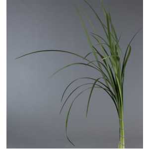 Lilly Grass