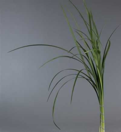 Lilly Grass
